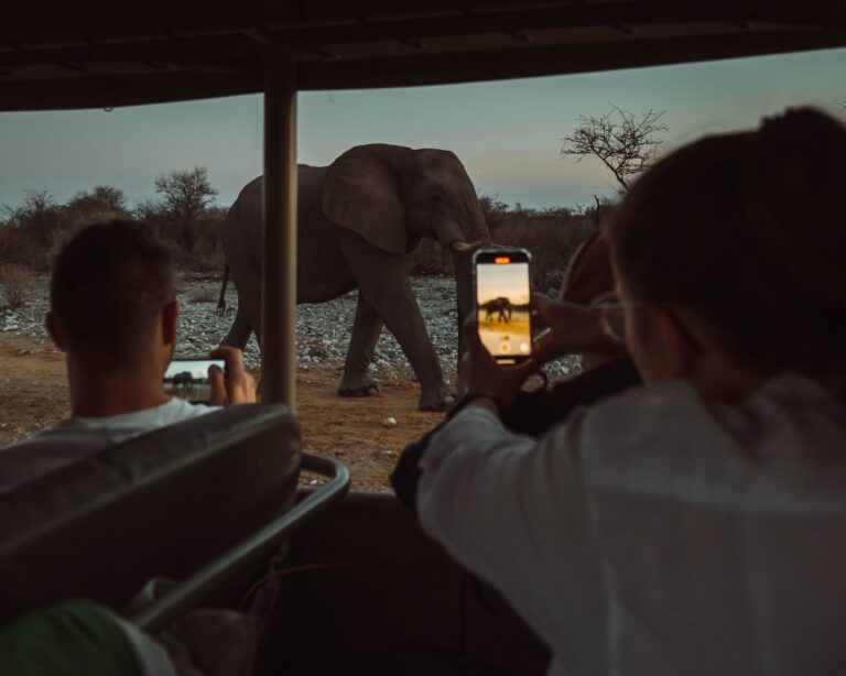 roadtrip namibie safari nomads travel
